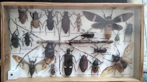 South asian insect - south, insect..beetle