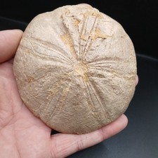 Fossil Clypeus plotti echinoid