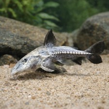 Blue Turushuki Catfish