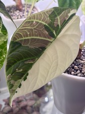 Rare Alocasia Maharani Albo