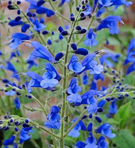 Perennial salvia plug - salvia, plants
