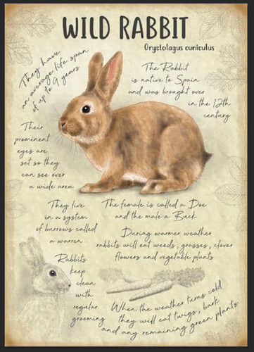 Wild rabbit metal sign - metal,