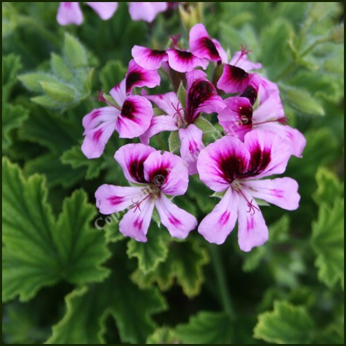 Pelargonium scented geranium - pelargonium,