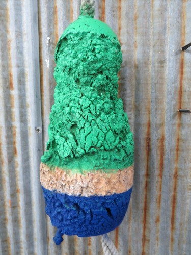Authentic medium dungeness - medium,