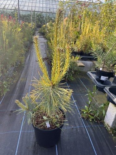 Scots pine gold coin tree - 'gold, |