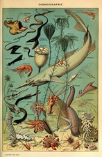Fish sea 3 A3/A4