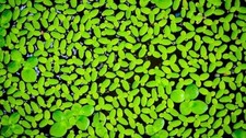 Duck Weed, Duckweed