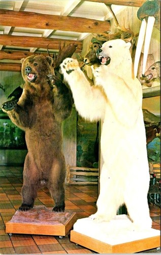 San antonio texas kodiak - texas,