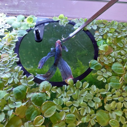 Floating plant ring aquarium - floating,