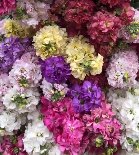 Stock mix matthiola incana - stock,