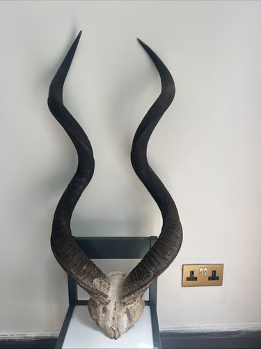Awesome taxidermy kudu - ,