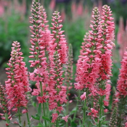 Veronica longifolia pink - 6,