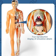 3D Human Body Torso Model for Kids Anatomy Model Skeleton Removable Parts Toy UK