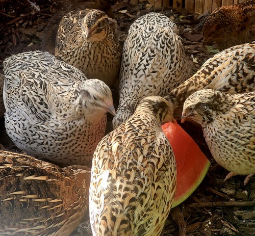 Mixed colour quail hatching - colour,