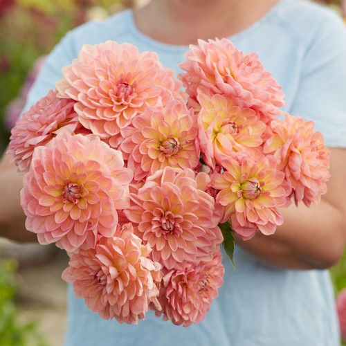 Dahlia tuber bestseller - tuber,