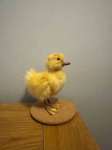 Taxidermy cute fluffy - taxidermy, duckling