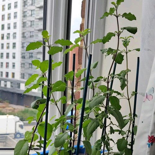 Large rama tulsi plant - rama, with