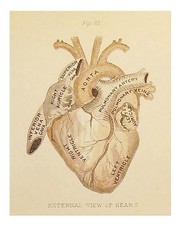 Vintage Anatomical Heart Poster Wall Art Print Premium Quality