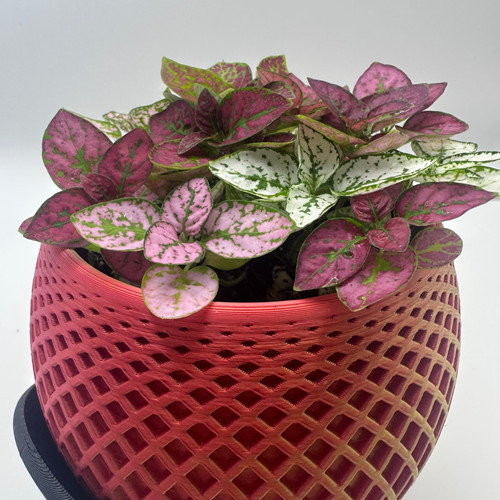 Hypoestes mixed colours - mixed,