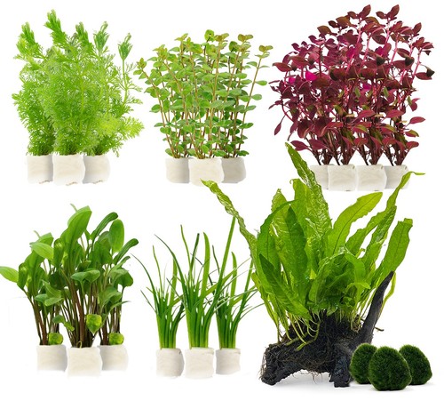 Planted aquarium plant pack - aquarium,