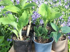 Hosta Collection L of 5 Plants