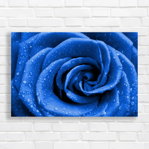 Floral rose petals - rose,