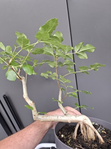 Yamadori fraxinus ornus bonsai - fraxinus,