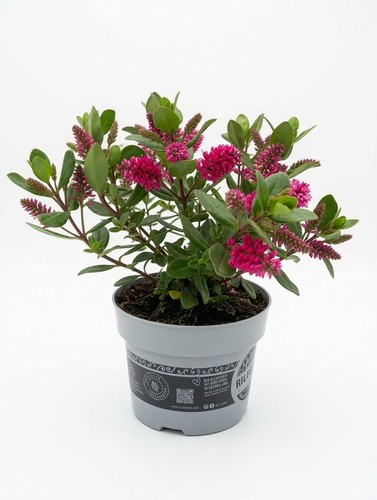 Pink flowering hebe shrub - pink, |