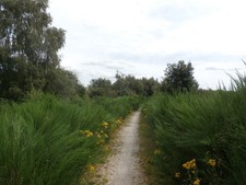 Photo A1 Path North of the Old Mineral Line near Thurcroft Brookhouse/S c2016