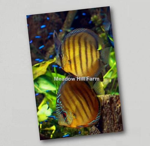 Fridge magnet tropical - magnet,