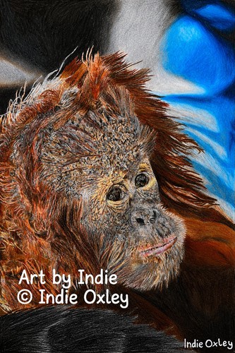 Orangutan print coloured - orangutan,