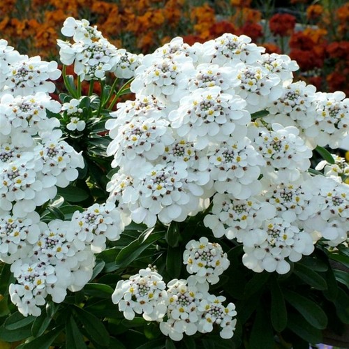 Iberis masterpiece plug - , plants