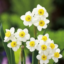 20 x MINIATURE Daffodils - MINNOW - Spring Flowering Dwarf Daffodil Bulbs