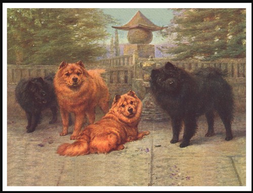 Chow dogs vintage - chow, style