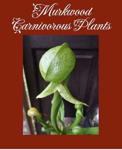Xxlg darlingtonia murkwoods - xxlg,
