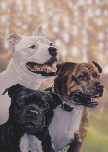 Staffy staffordshire terrier - staffy,