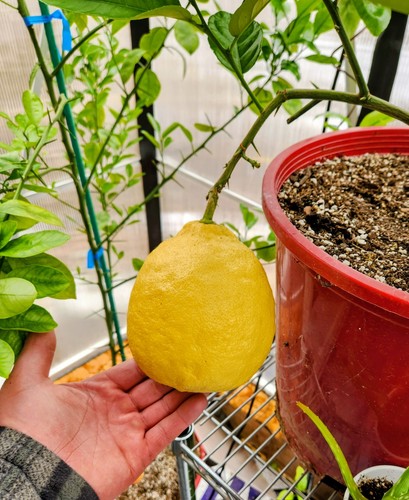 Ponderosa lemon tree - ponderosa,