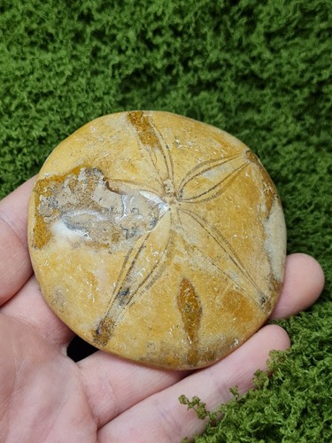 Madagascar sea urchin - madagascar, fossil