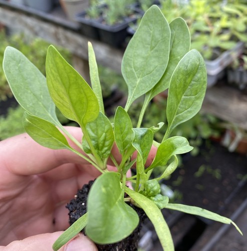 Helios spinach plug - 3,