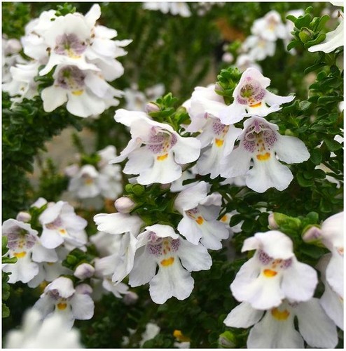 Prostranthera cuneata alpine - prostranthera, 'cuneata'