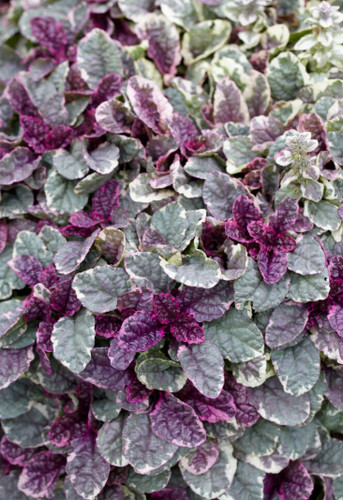 Ajuga burgundy glow - 🌿, x