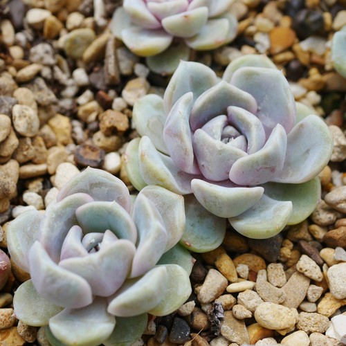 Echeveria tynie burger - tynie,