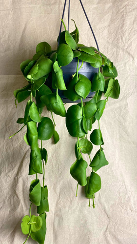 Dischidia platyphylla rare - platyphylla, |