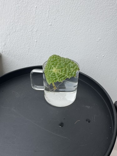 Begonia microsperma - 🌿,