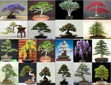 20 seeds, 5 seeds from 4 tree varieties. Tree seeds that can be used for bonsai