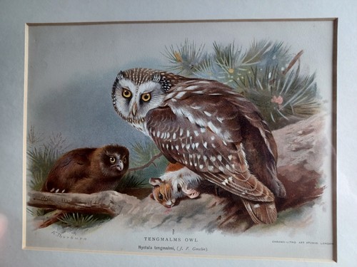 Original antique print - antique,
