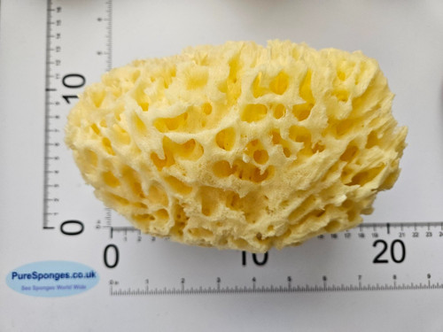 Large natural sea sponge