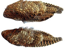 Pair of Dried Woodcock Wings -