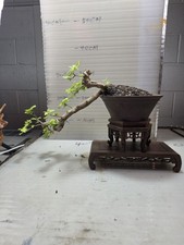 Vitex negundo (A living bonsai