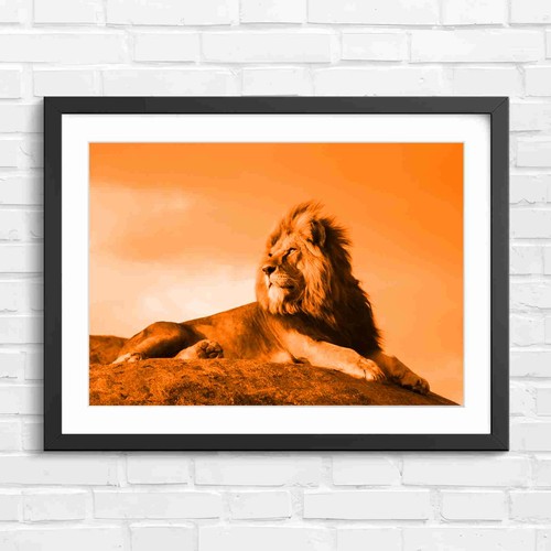 Majestic male lion portrait - male,